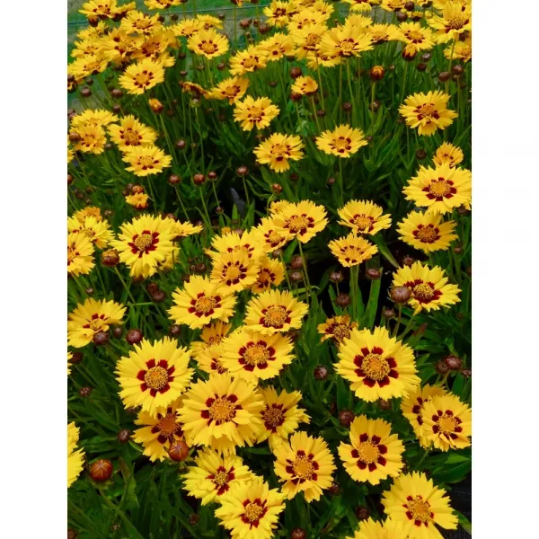 야생화피어나라플라워 금계국 썬파이어 1set 4포트