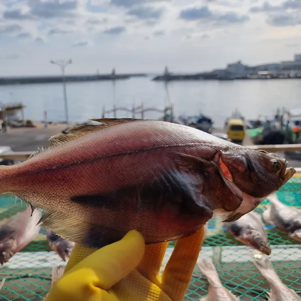 가자미대통령 울산 방어진 반건조 가자미, 4) 특대 (좋은놈) 1.3kg 5미