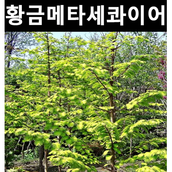 황금메타세콰이아 접목2년 포트/나무 묘목/활엽수/정원용