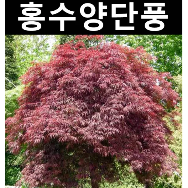 순수농원 공작 수양단풍(홍) R4cm 나무 묘목 활엽수 정원용
