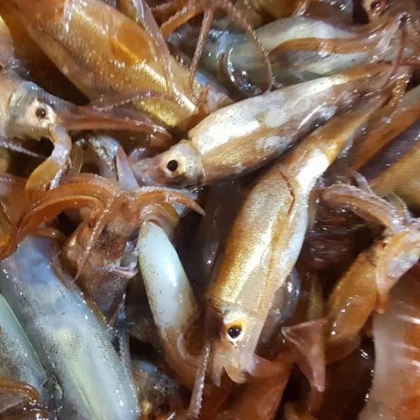 포항 총알오징어 자연산 쫀득쫀득 어획후 급냉, 1박스, 1Kg(20-30미내외)