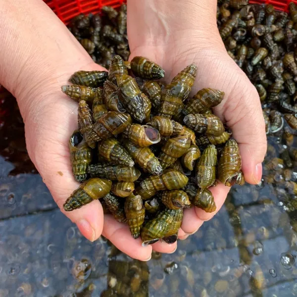 정옥 100% 국산 자연산 생다슬기 (대), 1kg, 1팩, 1kg