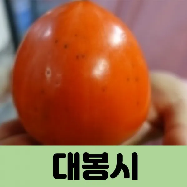 코코트리 [감나무], 1개, 대봉시 (감나무) 결실주 R5cm(분)
