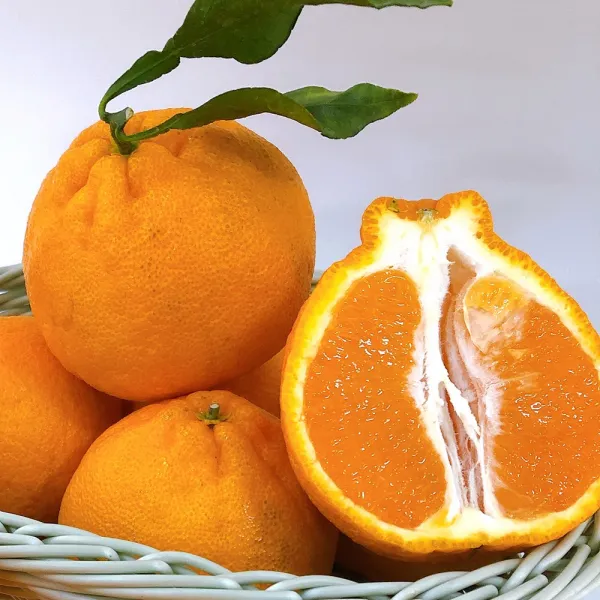 정성마켓 상큼하고 향긋한 제철 맞은 고급 햇 한라봉 3kg 5kg, 3kg(박스무게포함), 소과, 부직포 추가안함