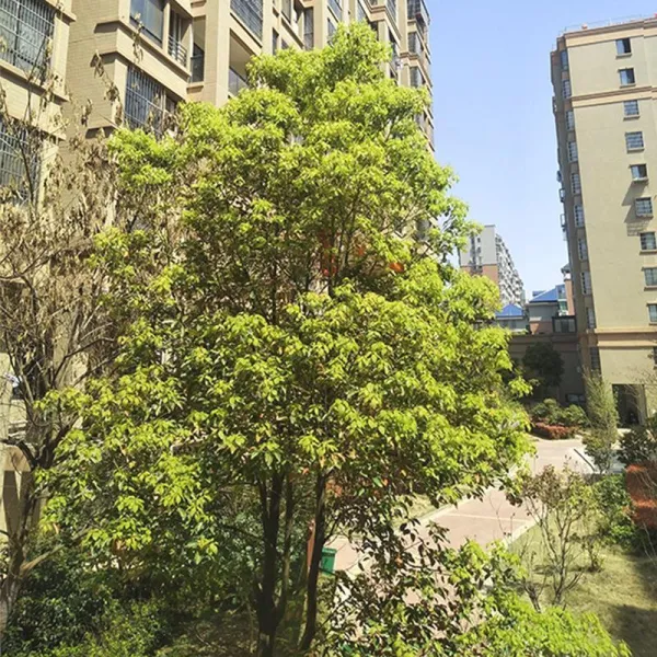 토퍼매트리스 침대 함몰 렌트룸용 경제형 다다미 겨울여름 겸용 소프트매트리스 슈퍼소프트 가정용 C03 150*200cm 더블침대 