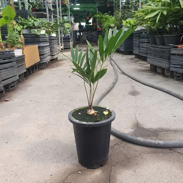 꽃백화점 플로리다소철 30~50cm 259