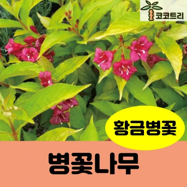 [코코트리] [꽃나무] 병꽃나무 묘목, 1개, 황금병꽃 7치화분