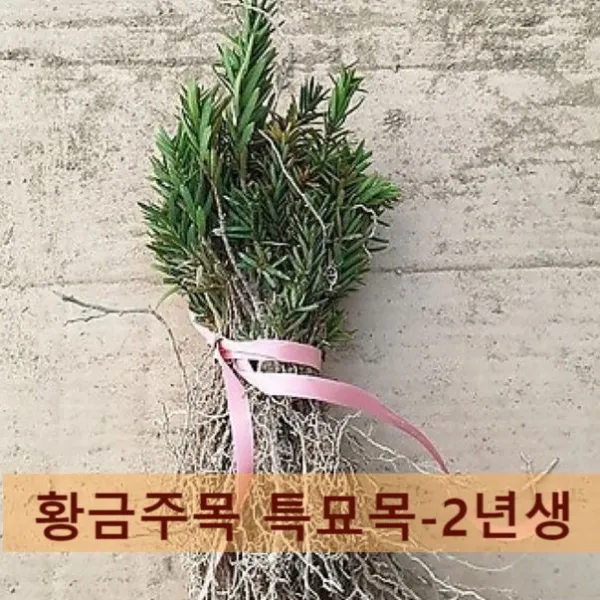 누리원예조경 황금주목 특묘목-2년생