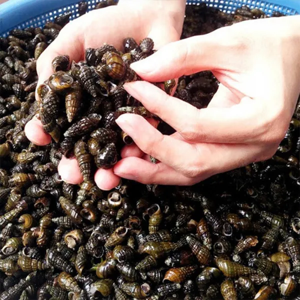 영월 평창다슬기 자연산 생다슬기 특대 3kg 동강 다슬기/올갱이/올뱅이/고디 자연산 생다슬기 3kg