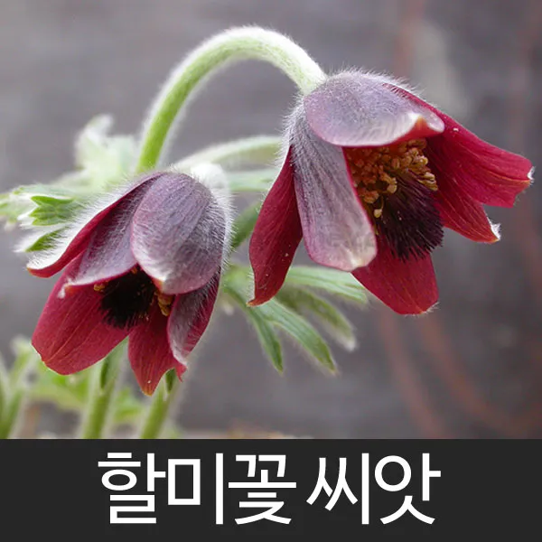 할미꽃씨앗 할미꽃 씨앗 pasque flower seed 50알