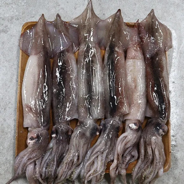 경북 포항 초코오징어 2kg (10-14미 내외)
