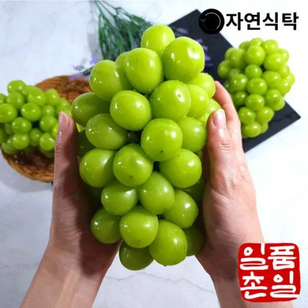 G 일촌일품 고당도 샤인머스켓 1.5kg (2~3송이)