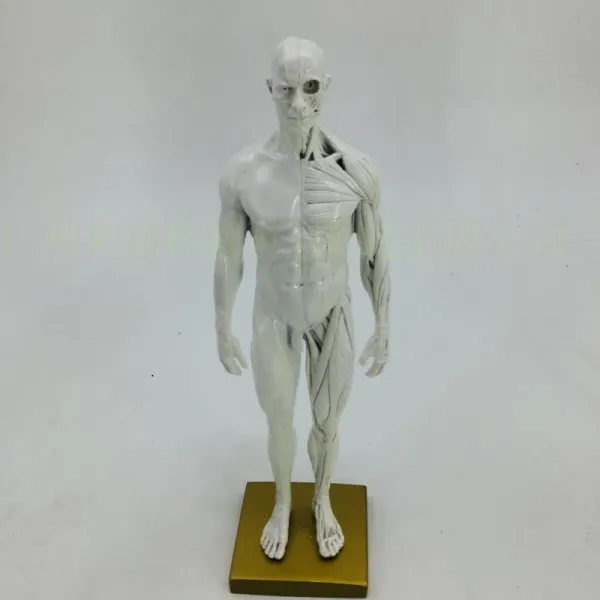 전신 인체모형 30cm 그림 모델 근골격계 해부학 아트 스케치 그리기 연습, 30CM 화이트 남성