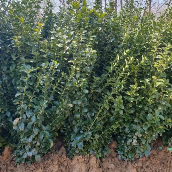 사철나무(키1미터) 10주 사철