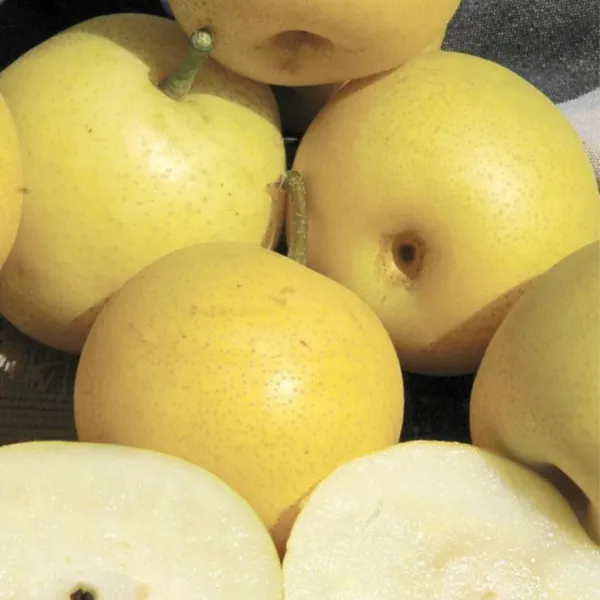 산지직송 나주배 고당도배 신고배 가정용배 꿀배 흠집배 5kg 15kg, 5kg (8-9과)