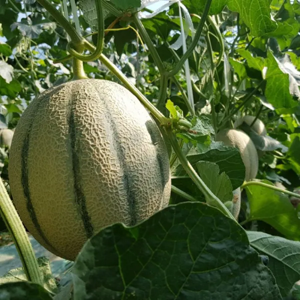 농장에서바로 성산 특산물 메론 멜론, 1box, 5kg (칸탈로프)