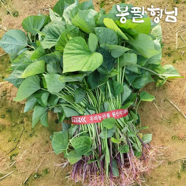 [봉팔형님] 자색고구마모종 자색고구마순, 1박스, 3kg