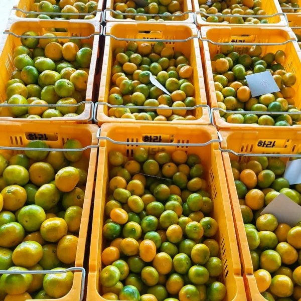 덕분이네 산지직송 제주 하우스 귤 서귀포 밀감 감귤 특품 1.7kg 2.5kg 4.5kg