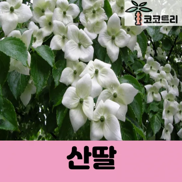 [코코트리] 산딸나무 묘목, 1개, [10주묶음] 산딸나무 실생1년