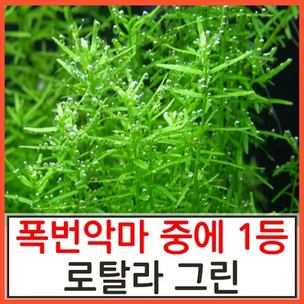 수초하우스) 로탈라그린(급성장종 중 가장 미친악마), 20촉