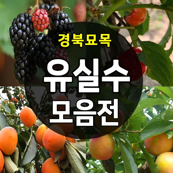 [경북농원] 유실수 나무묘목 종합모음전, 01.대추나무_왕대추 접목2년 중묘, 1개