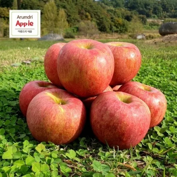 아름드리사과 맛있는 안동 가정용 흠집사과, 1box, 가정용 흠집사과 5kg 소과(20과내외)