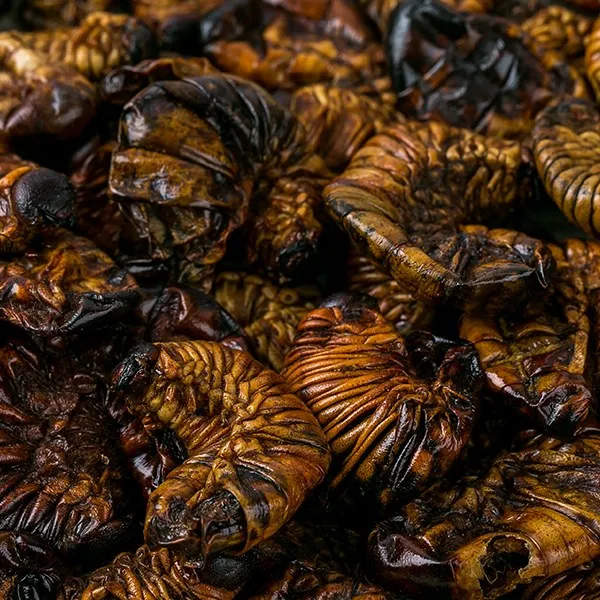  무료배송 국산 건조굼벵이 600g _12s1 12s1_국산 건조굼벵이 600g