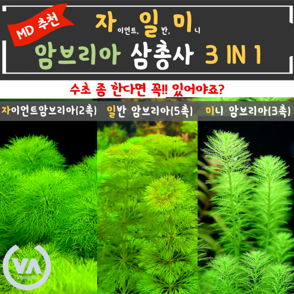 [비바소녀] 입문 초보 국민수초 암브리아 삼총사(총 10촉)