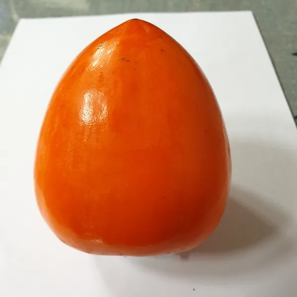 감나무 대봉시 결실주 (분)나무 D37