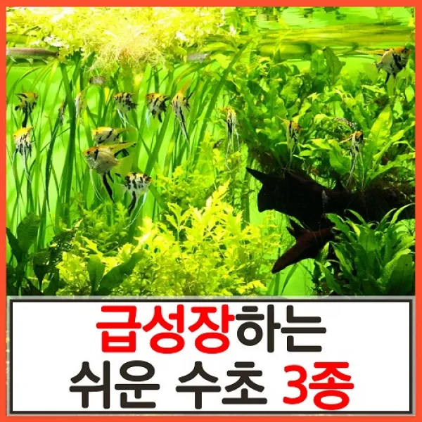 수초하우스 급성장하는 쉬운 수초 3종 세트 총21줄기 