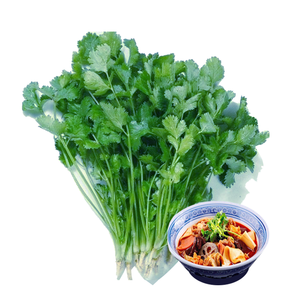 홍홍 중국식품 싱싱한 당일수확 고수, 1팩, 300g