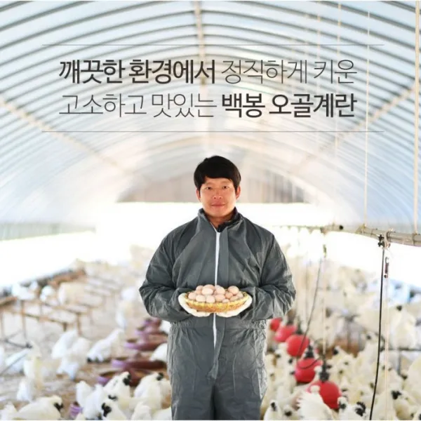 신선한 백봉오골계 유정란 10알, 백봉오골계 초란30알