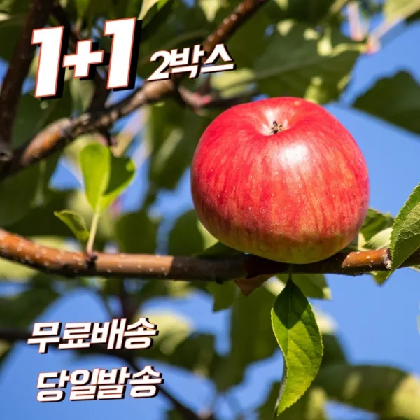 1+1 (2박스) 경북 껍질채먹는 시원한 아삭한 과즙 사과 부사 가정용 흠집 못난이 알뜰 파지 갈아먹는 주스용 흠과 흠사과 꼬마 작은 애플 10키로 10kg