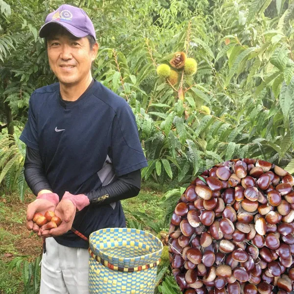 (한정특가) 2022년 공주 햇밤 첫 출하 대자(2번) 알밤 맛있는 햇밤, 공주햇밤 (대) 4kg