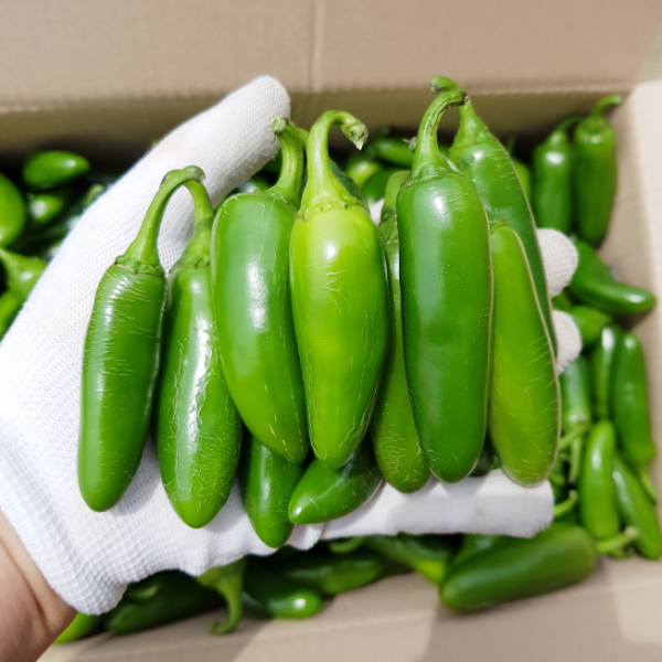 은성농장 무선별 못난이 과일고추 1박스 무선별못난이2kg 매운맛+안매운맛 