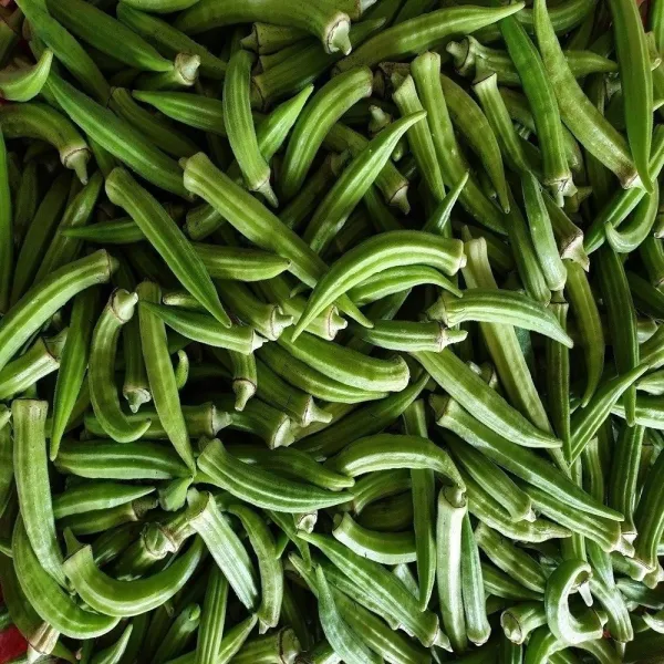 오크라 500G 생산자직거래 당일수확 오쿠라 okra