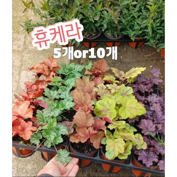 휴케라-5개or10개/사계절 내내 화려한 잎을 보여 주는 휴케라