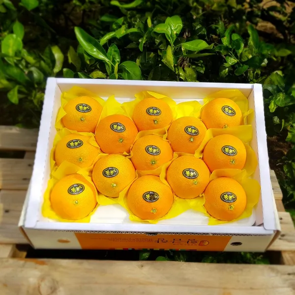 황금향 3kg 9~14수 대과 선물용 엣지있게 상큼한 만감류의 여왕!