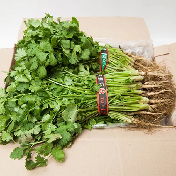  프레시팜 쌈채소 코리앤더 고수나물 고수 1단 300g 내외 상품