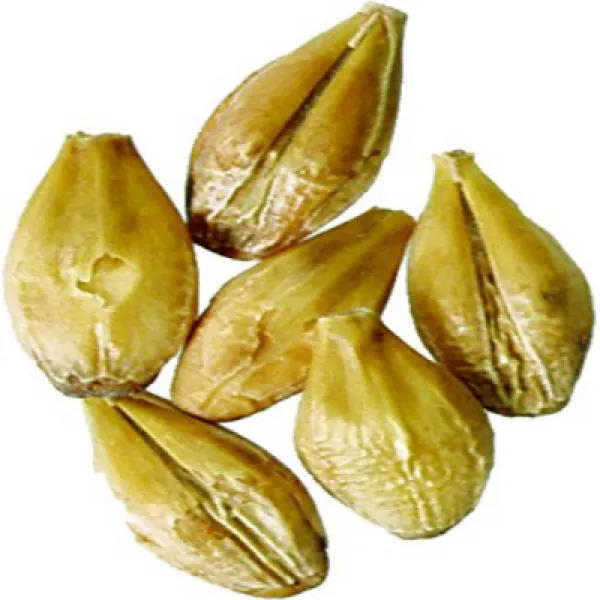 Malt - Weyerman Acidulated Malt - 1 lb Milled (Pack of 5) 맥아-Weyerman 산성화 맥아-453.6g 밀링 (5 팩)