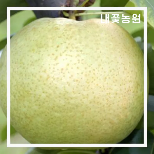배나무 설원 접목 1년