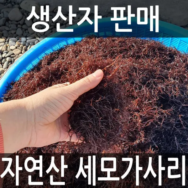 달빛바다수산 자연산 완도 세모가사리 1팩 200g