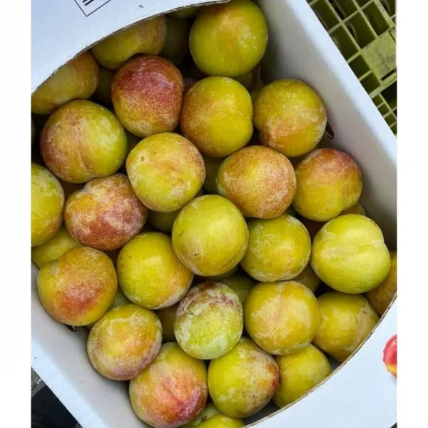 [팜플루트] 가을자두 추희 5kg