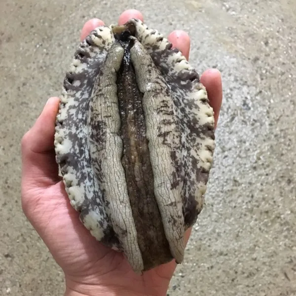 [대통령상 수상]진도 특특대 활전복 6미부터 45미 500g 1kg 오후 3시이전 주문시 당일발송 꼬마 선물 산지직송 완도, 1box, 4호 대전복 1kg 11-12미(마리)