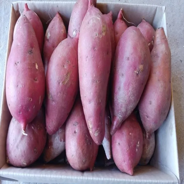 해남 황토 꿀밤고구마 3kg5kg10kg, 꿀밤고구마5kg (중품) 60g-120g, 1박스
