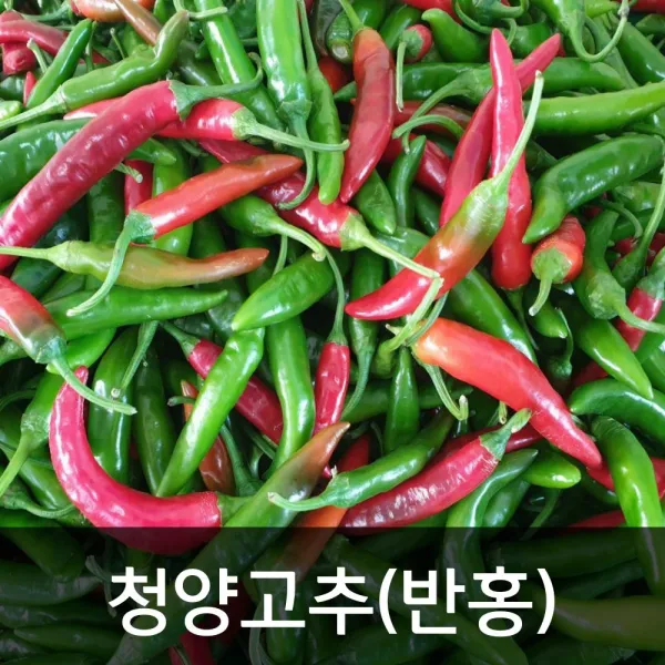 약수농장 청양고추(반홍) 10kg, 1박스, 10kg