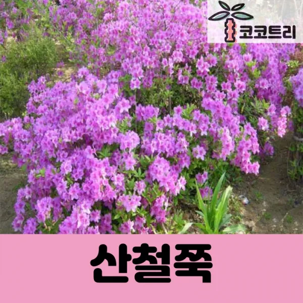 [코코트리] [꽃나무] 산철쭉 묘목, 1개, 산철쭉 키30cm