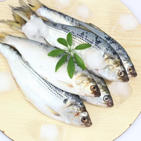 한결 20년 어획 활 전어 1kg 15-22미 급속동결, 1box