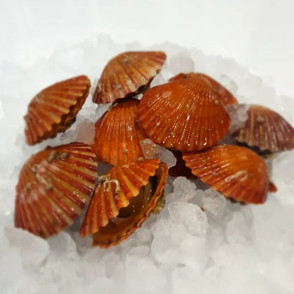알이 꽉~찬 홍가리비 최고의 맛! 1Kg(20~25미) /2020년 햇 홍가리비/통영 고성 /지금이 제철/석화/각굴/통굴/성우수산, 1Kg