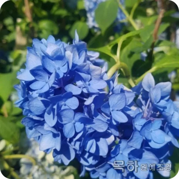 목하원예조경 에메랄드수국 청수국 개화주 포트묘 
